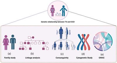 The shared genetic risk factors between Tourette syndrome and obsessive-compulsive disorder